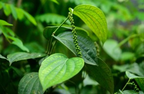 How to do Black Pepper Cultivation india